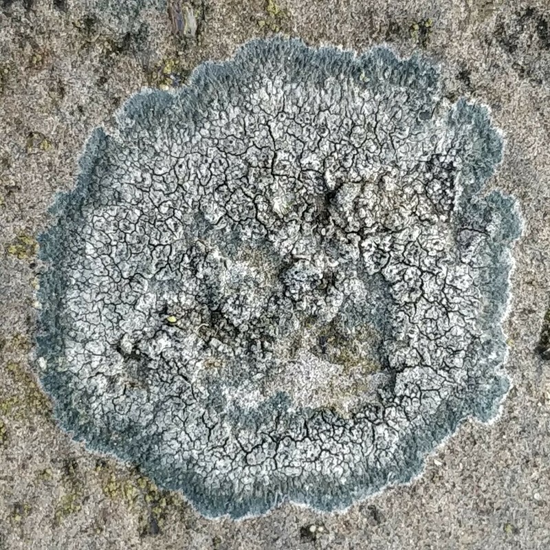 Rim Lichen photo 2