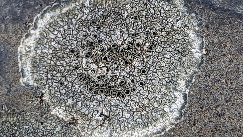 Rim Lichen photo 3