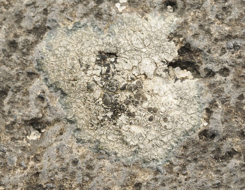 Rim Lichen photo 4