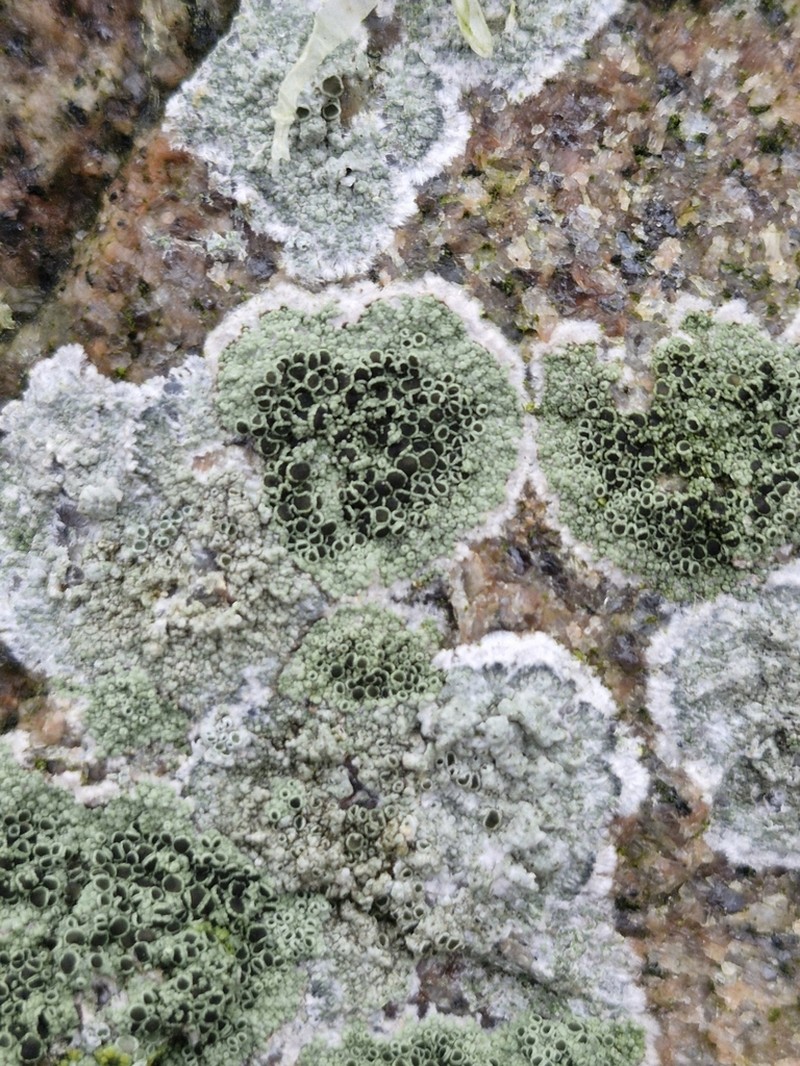Rim Lichen photo 5