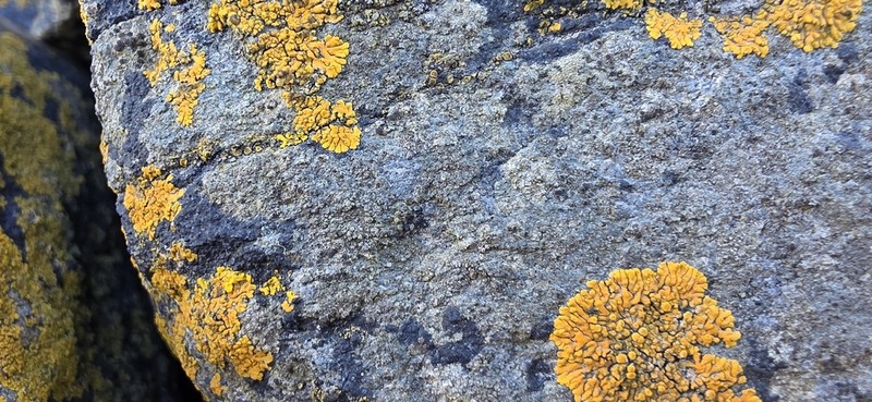 Rim Lichen photo 6