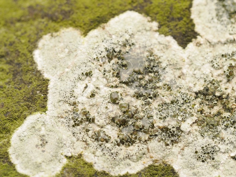 Rim Lichen photo 7