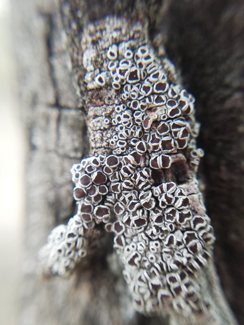 Rim Lichen