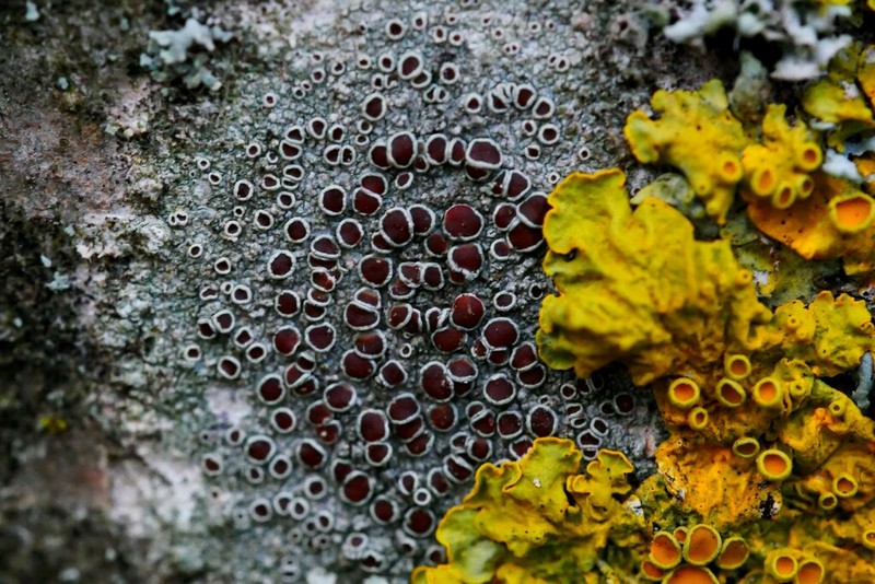 Rim Lichen