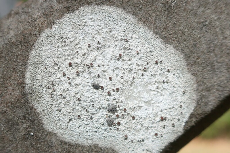 Rim Lichen photo 2
