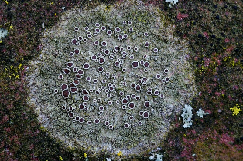 Rim Lichen photo 3