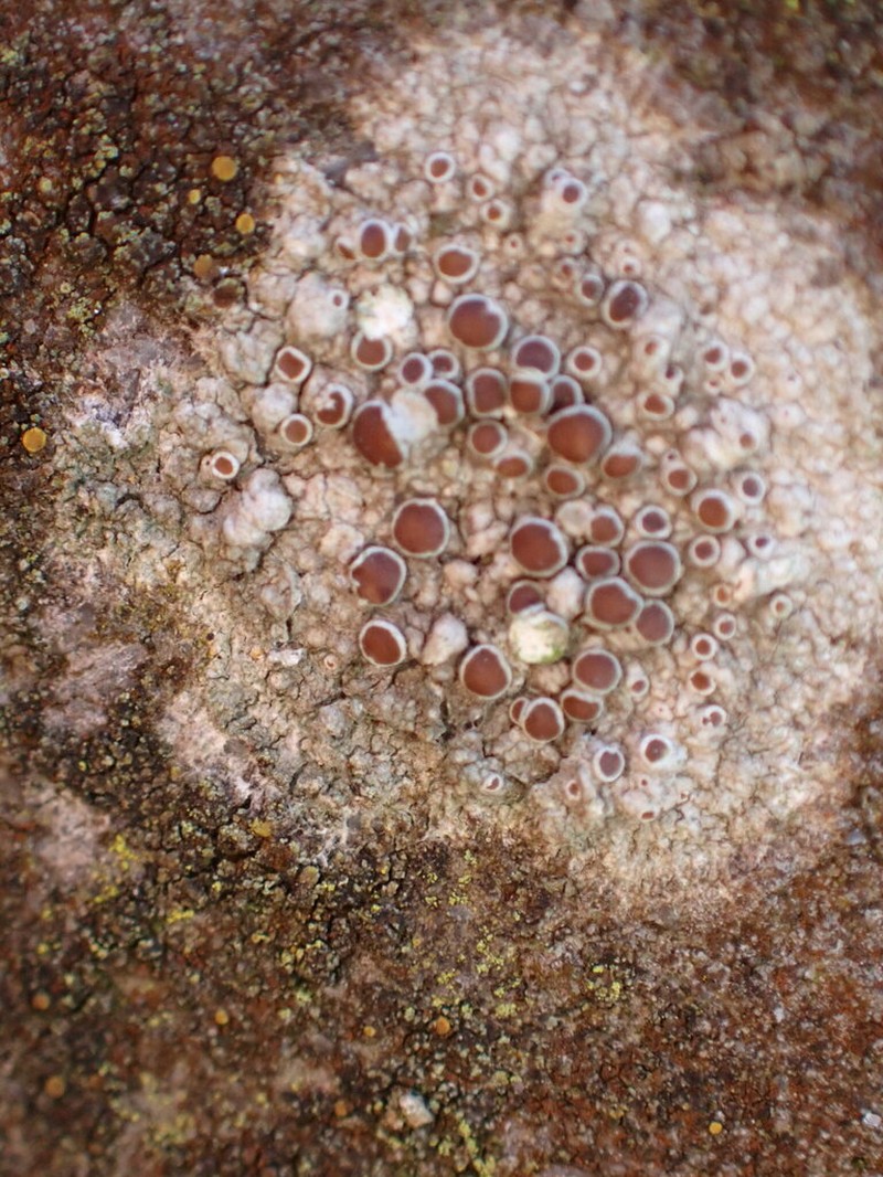 Rim Lichen photo 4
