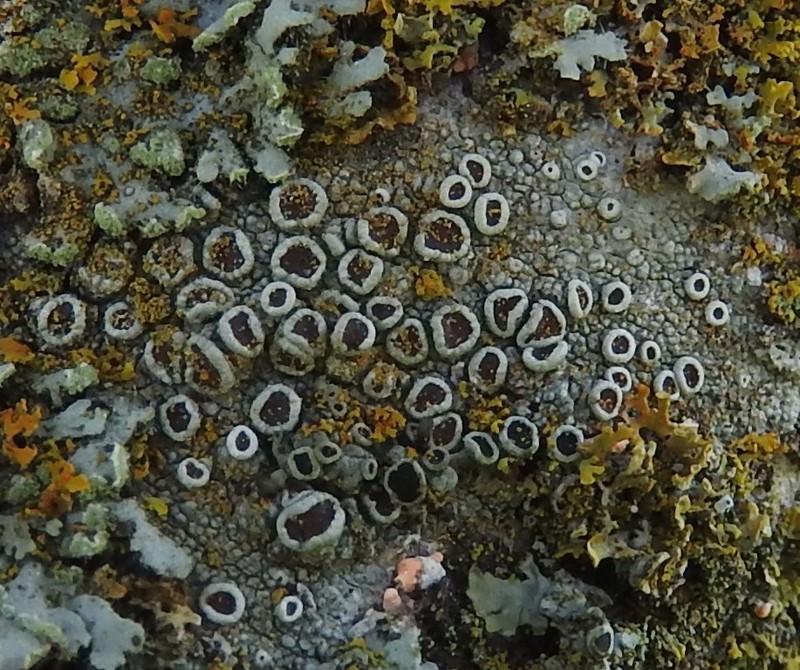 Rim Lichen photo 5