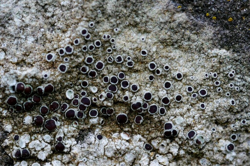 Rim Lichen photo 6