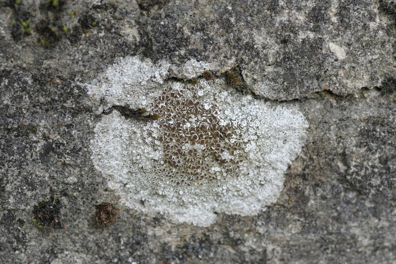 Rim Lichen photo 7