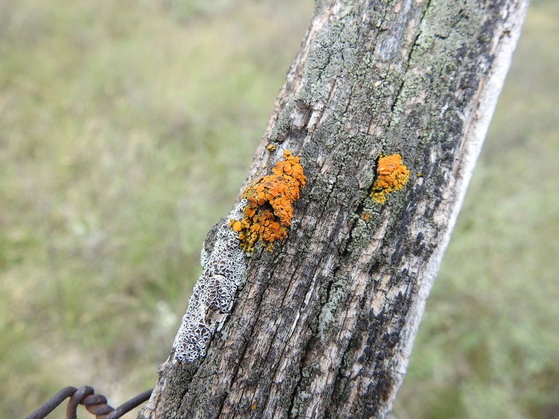Rim Lichen photo 8