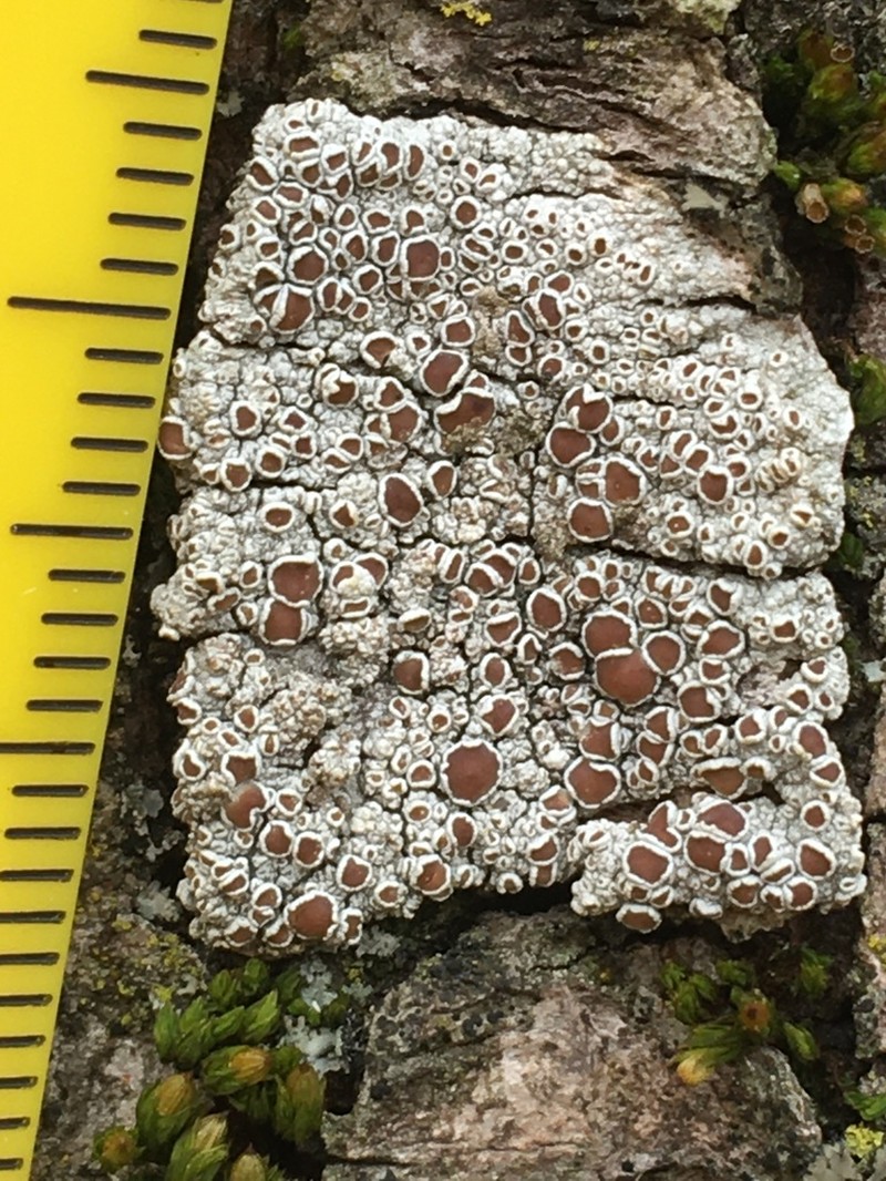 Rim Lichen