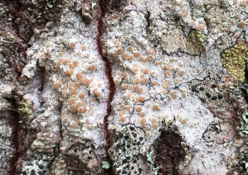 Rim Lichen photo 2