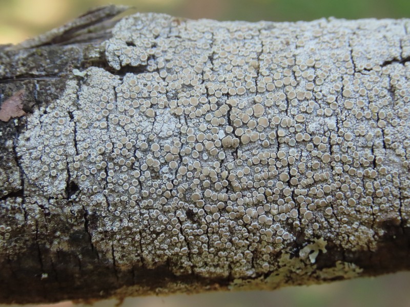 Rim Lichen photo 3