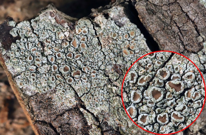 Rim Lichen photo 4