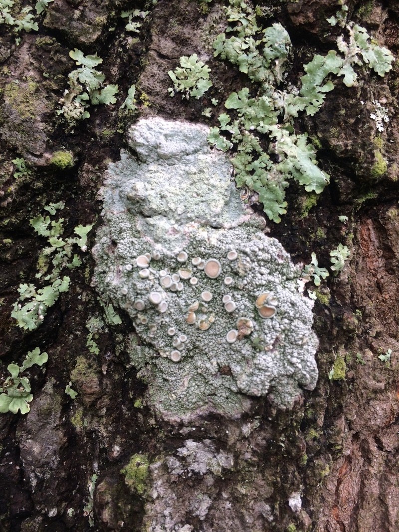 Rim Lichen photo 5