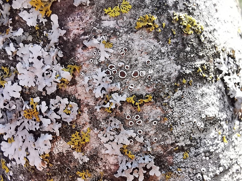 Rim Lichen photo 6