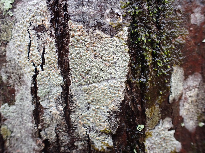 Rim Lichen photo 7