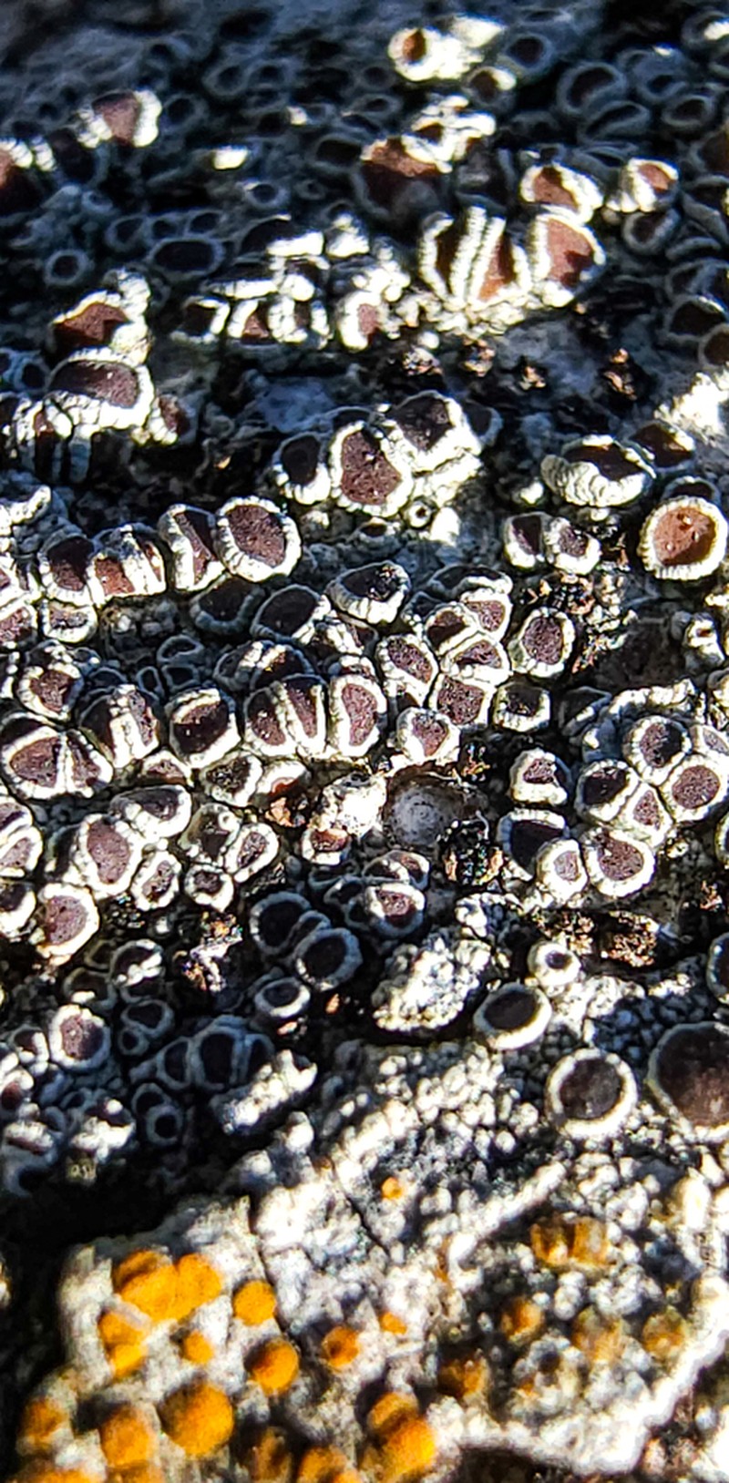 Rim Lichen photo 8
