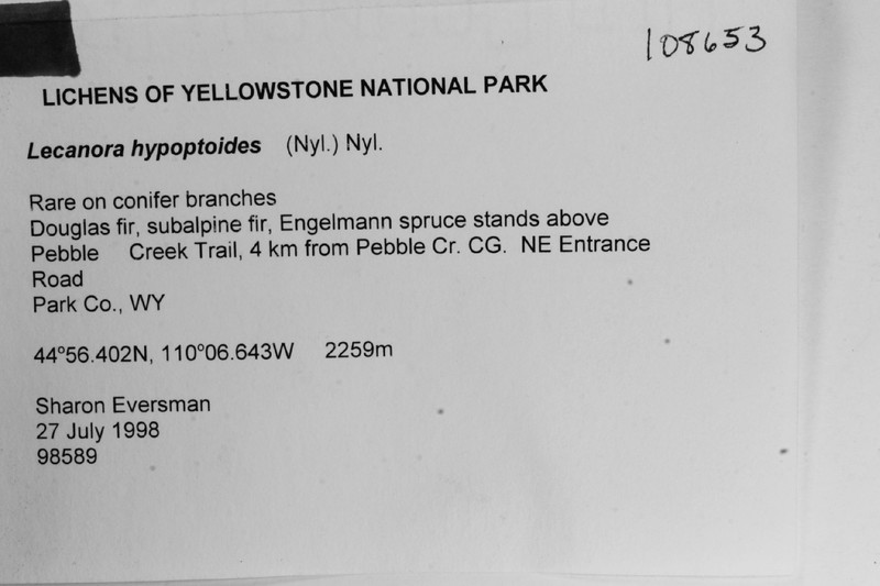 Rim Lichen