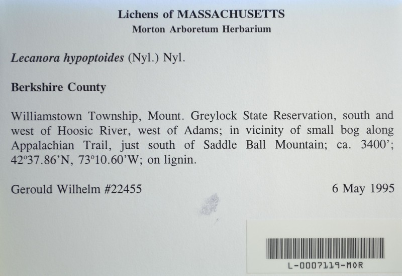 Rim Lichen photo 4