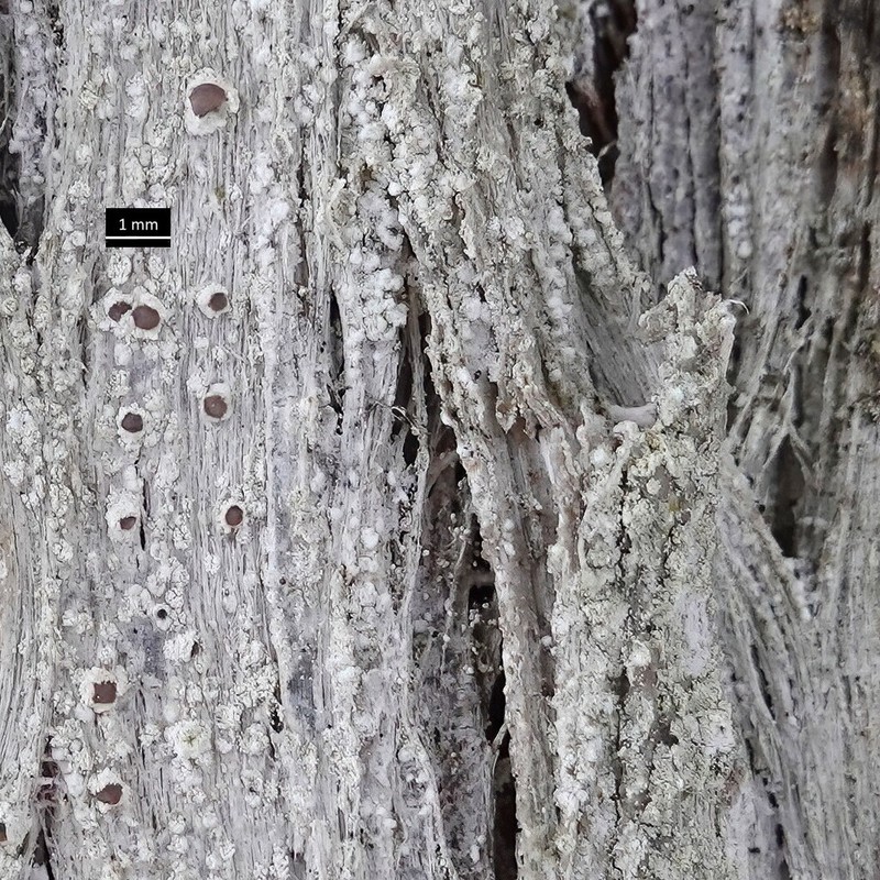 Rim Lichen photo 2