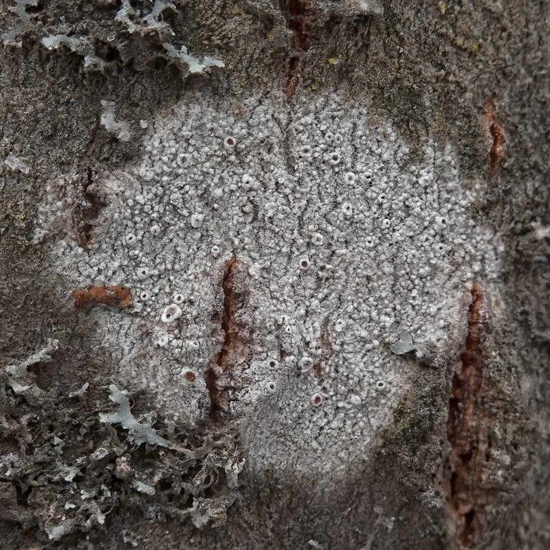 Rim Lichen photo 3