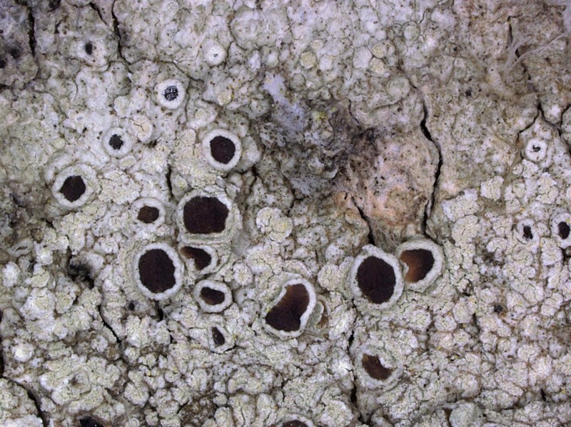 Rim Lichen photo 4