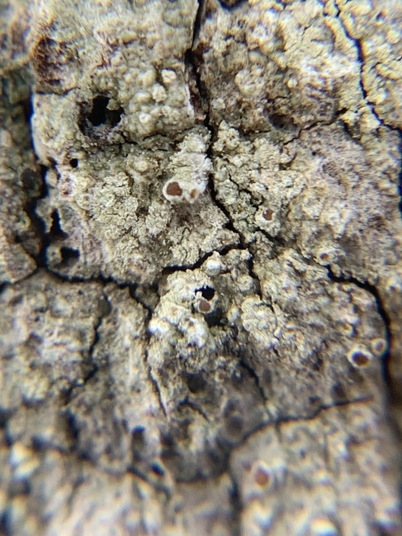 Rim Lichen photo 5