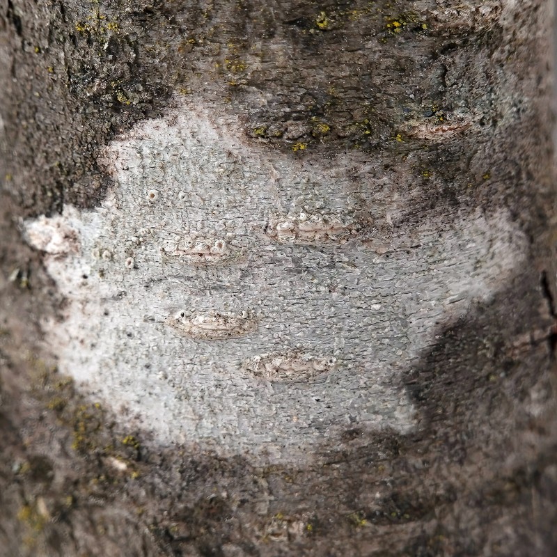 Rim Lichen photo 8