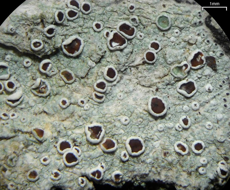 Imshaug's Rim Lichen