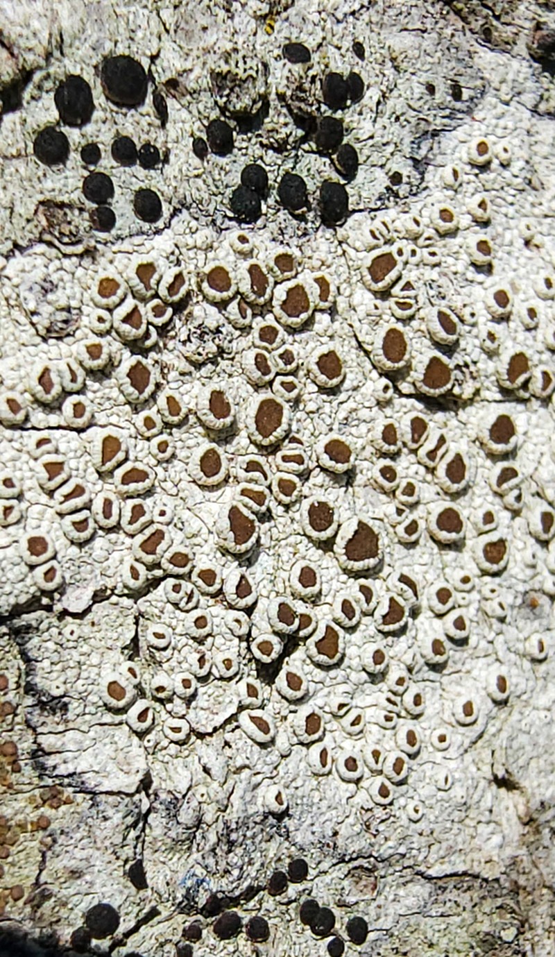 Imshaug's Rim Lichen
