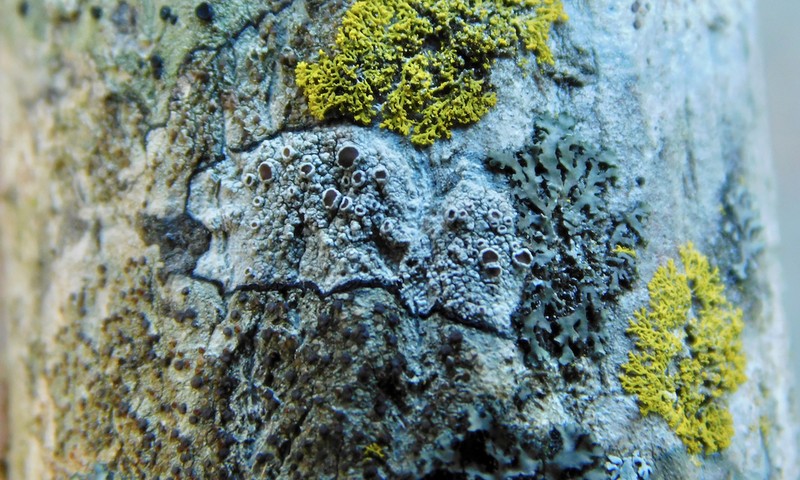 Imshaug's Rim Lichen photo 2