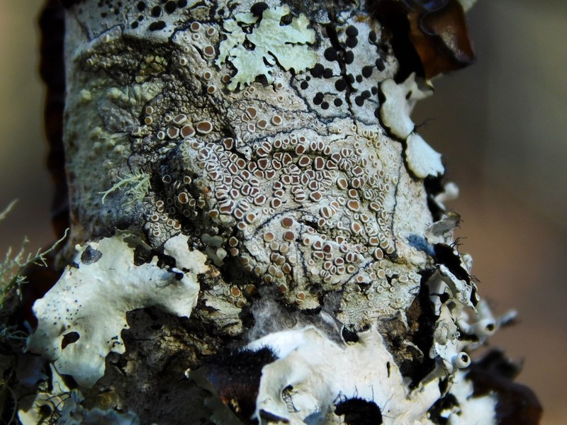 Imshaug's Rim Lichen photo 3