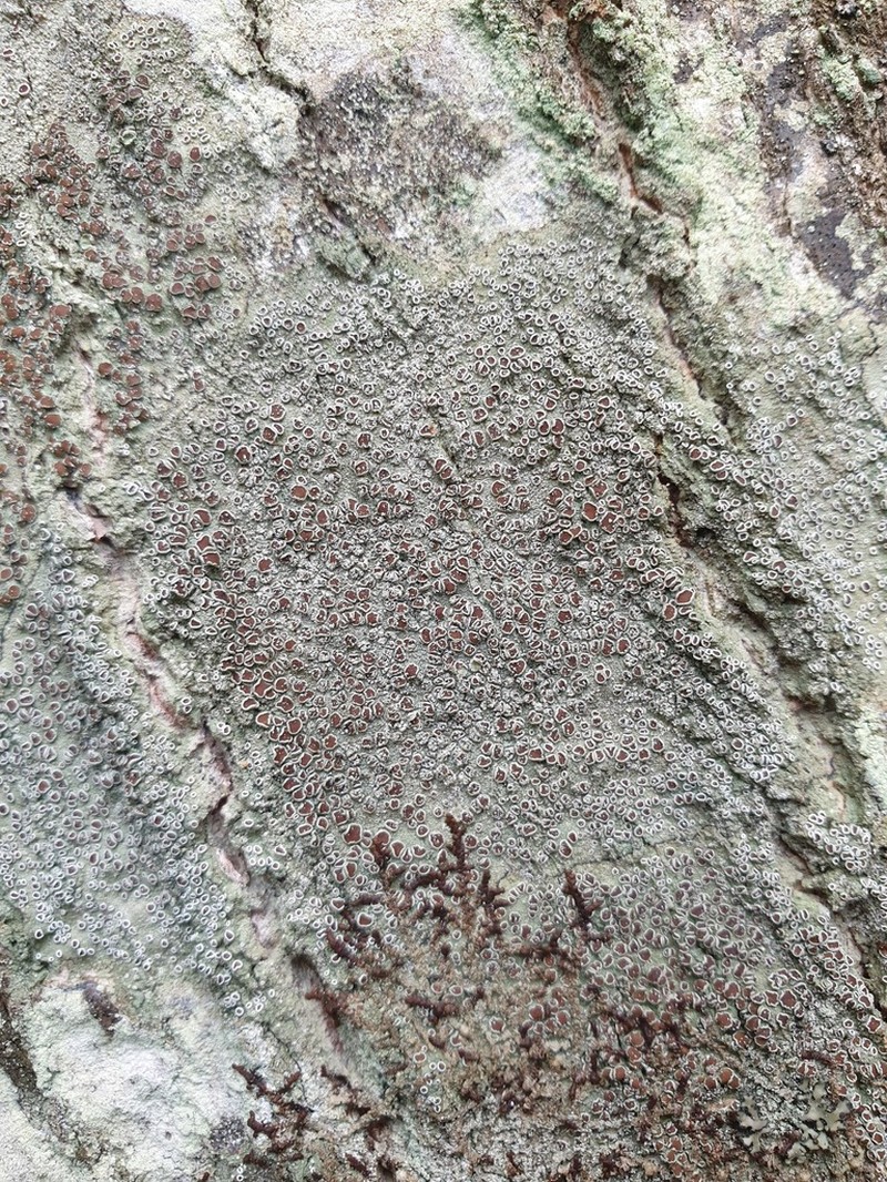 Imshaug's Rim Lichen photo 4