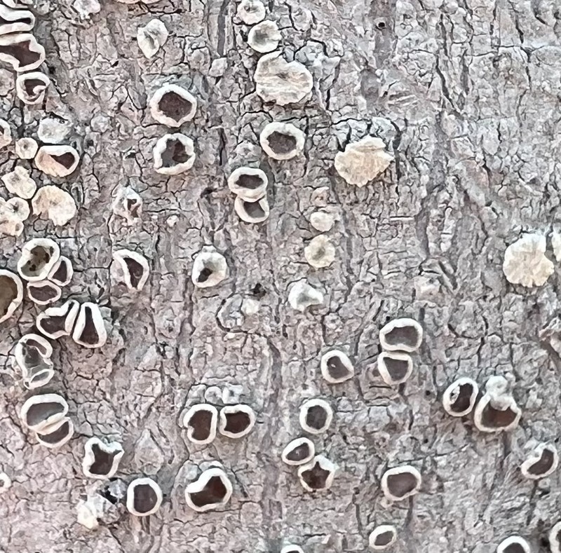 Imshaug's Rim Lichen photo 5