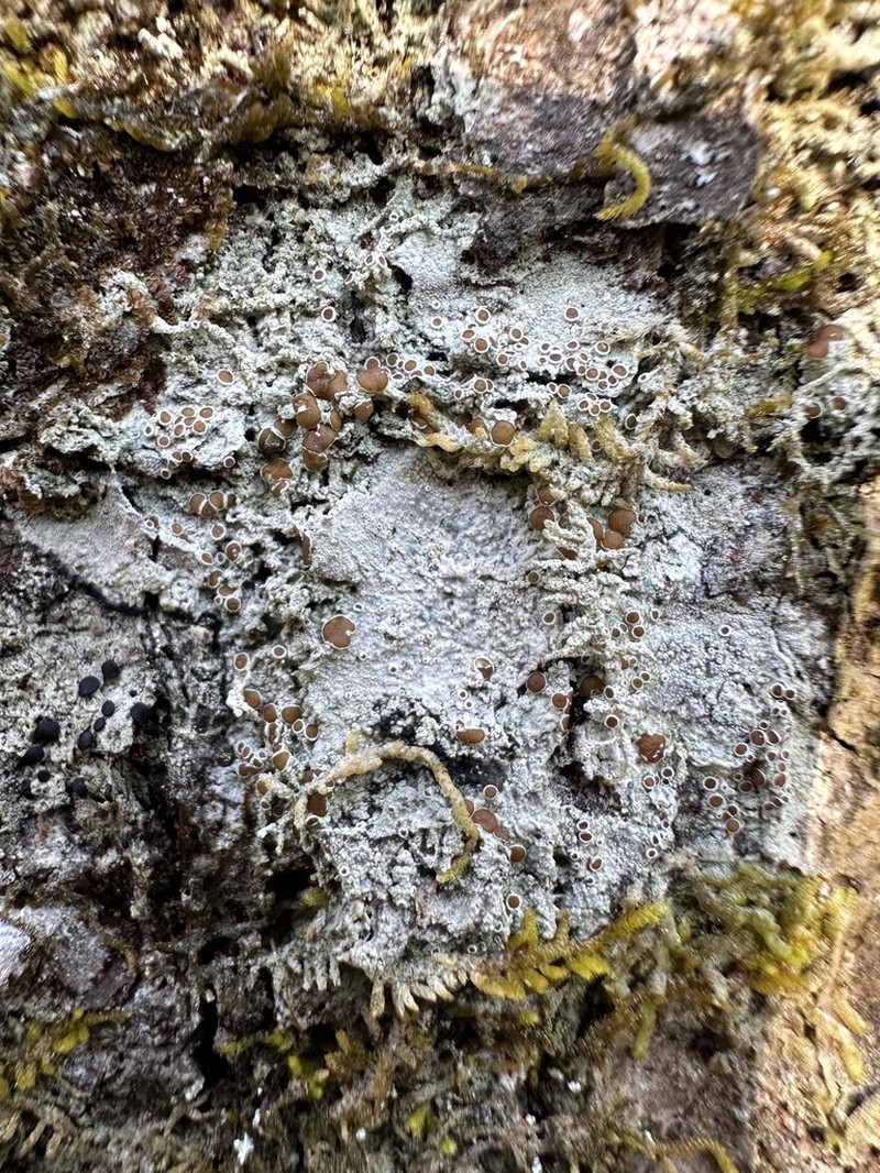 Imshaug's Rim Lichen photo 6