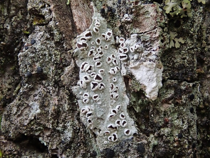 Imshaug's Rim Lichen photo 7