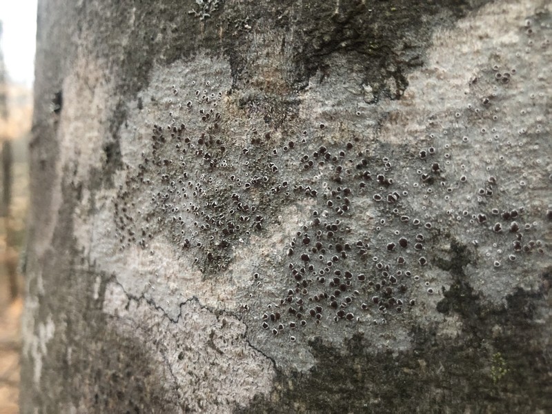 Imshaug's Rim Lichen photo 8