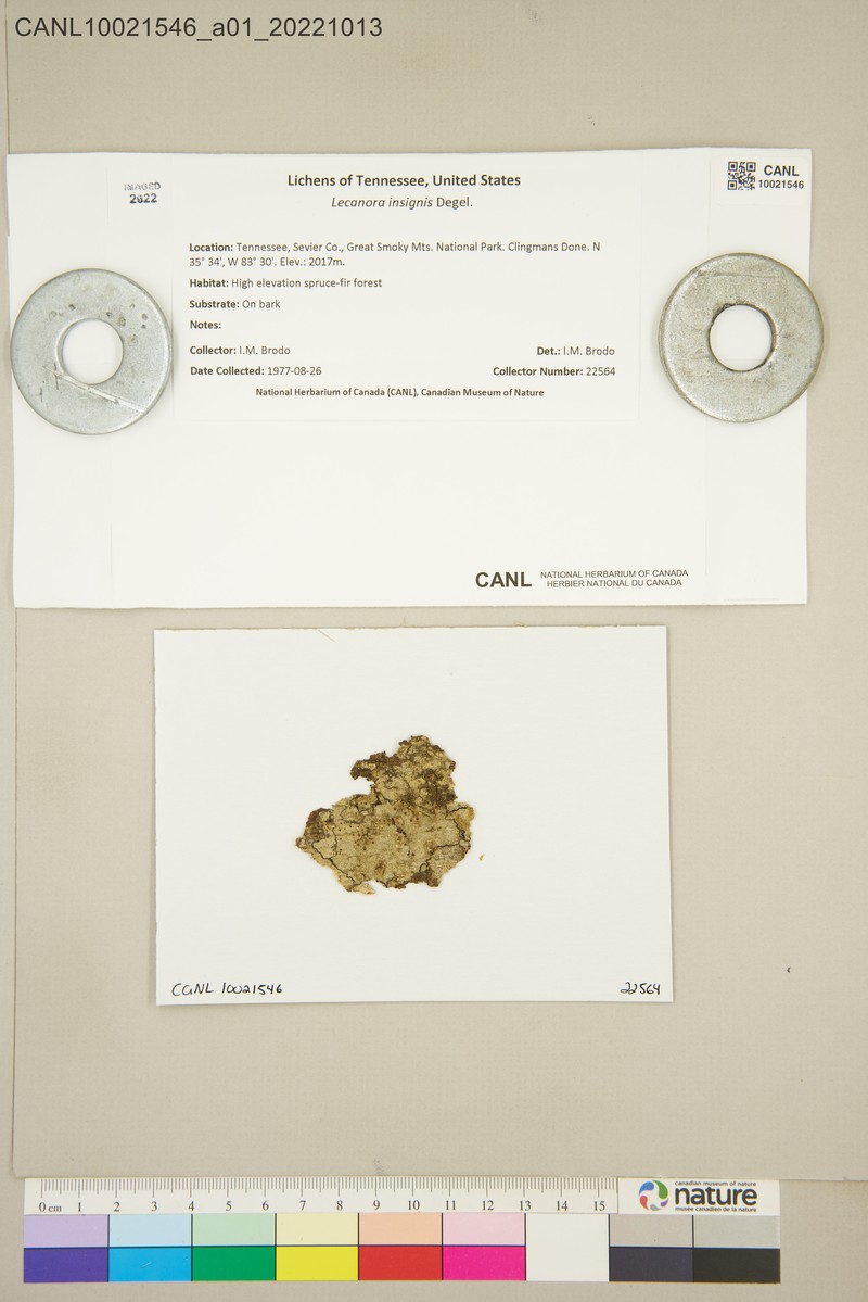 Rim Lichen