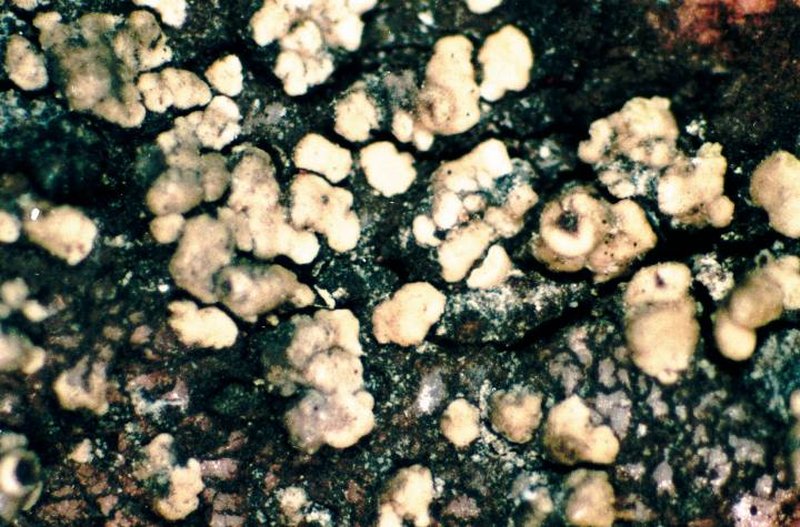 Intricate Rim Lichen