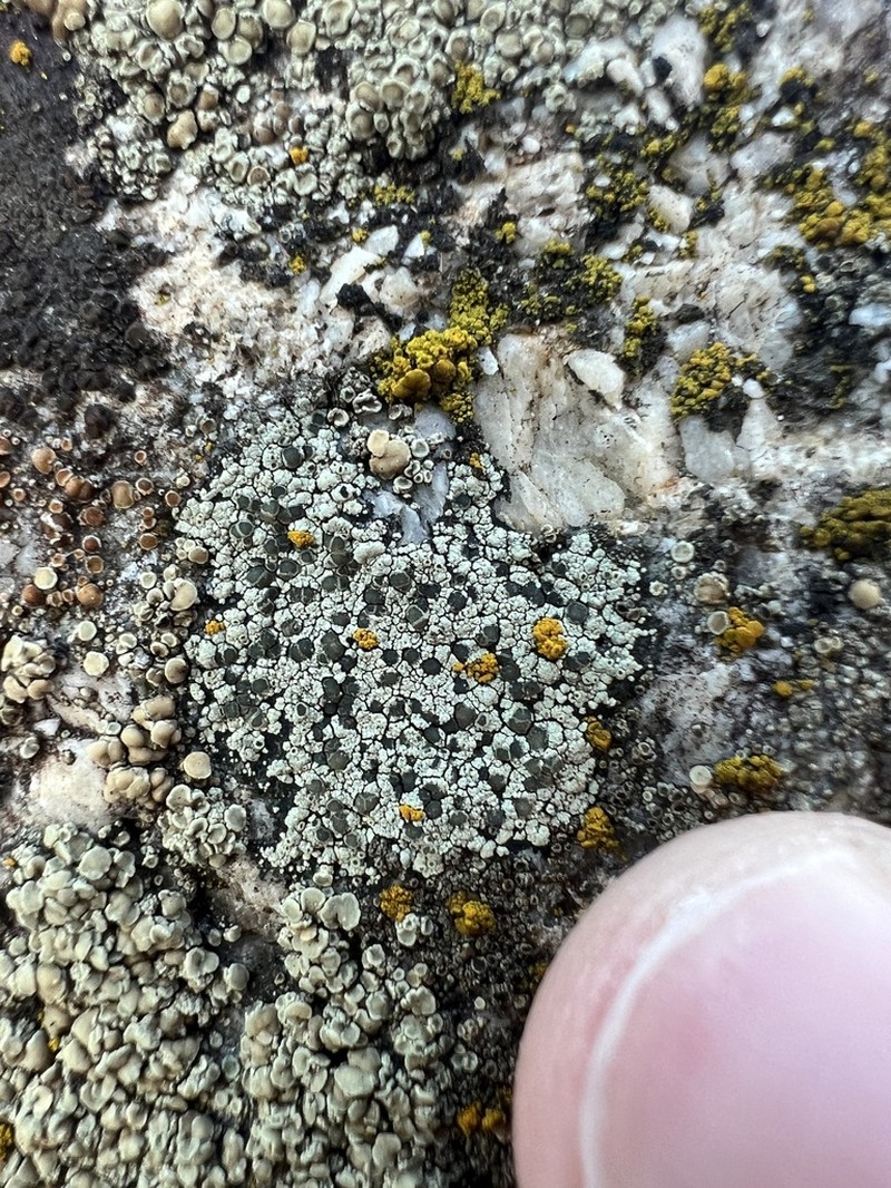 Intricate Rim Lichen
