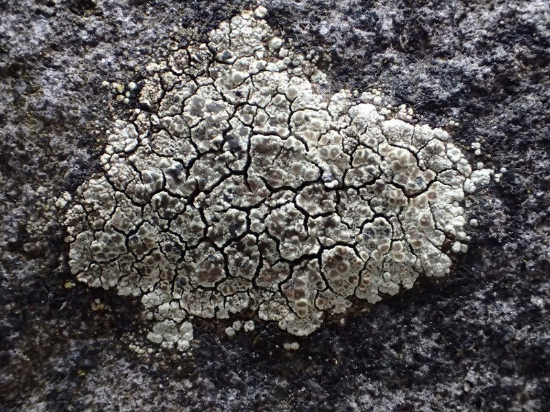 Intricate Rim Lichen photo 2