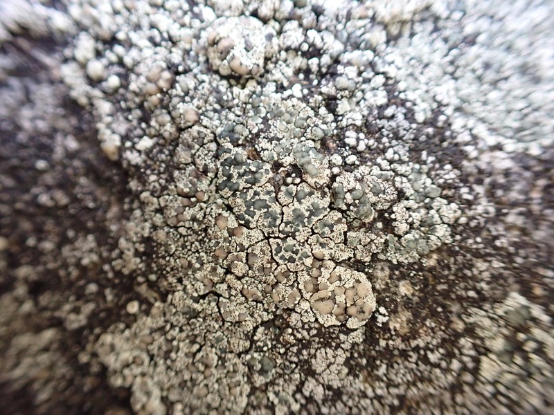 Intricate Rim Lichen photo 3
