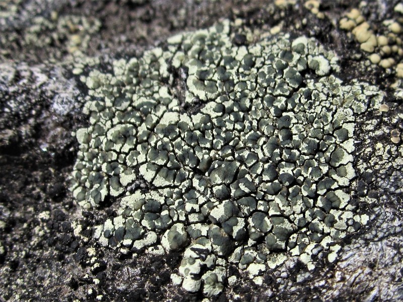 Intricate Rim Lichen photo 4