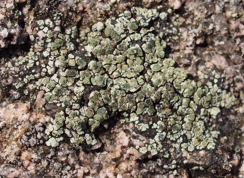 Intricate Rim Lichen photo 5