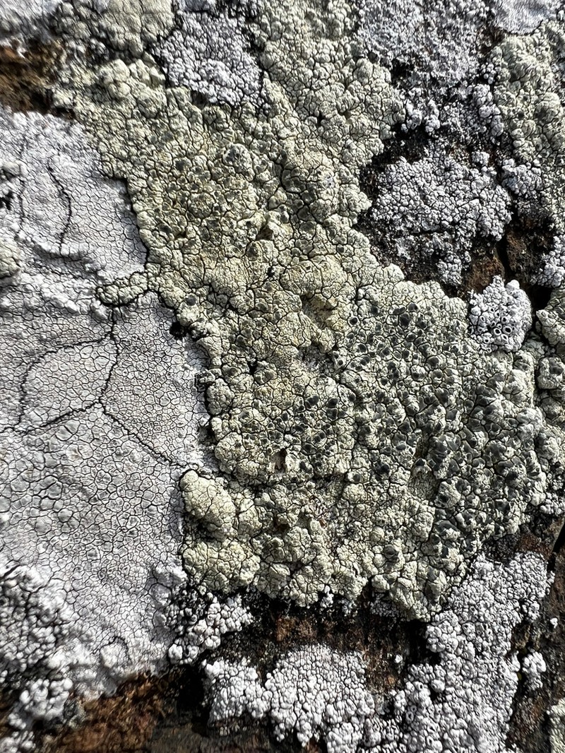 Intricate Rim Lichen photo 6