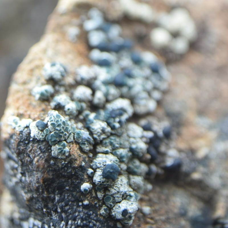 Intricate Rim Lichen photo 7