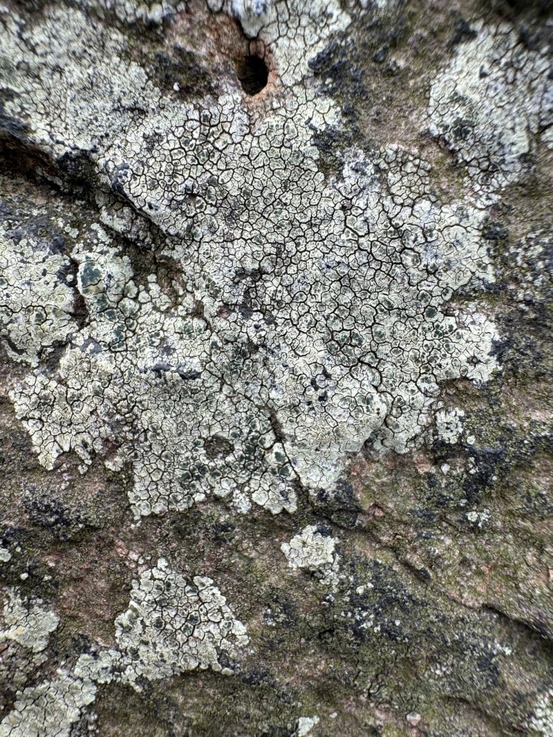 Intricate Rim Lichen photo 8