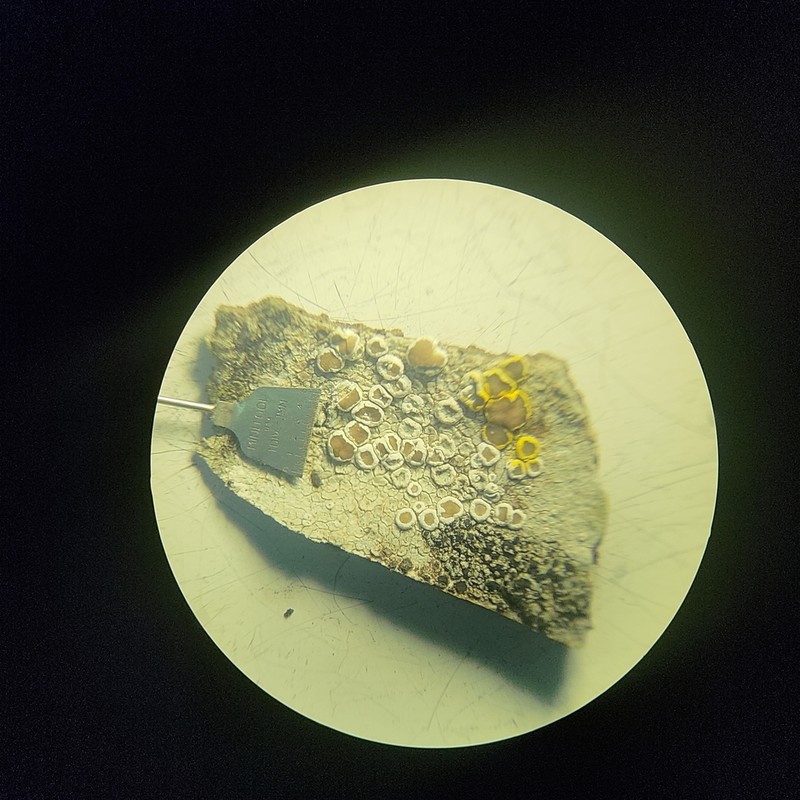 Rim Lichen